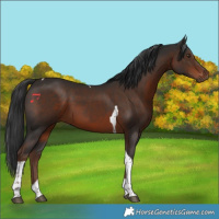 Horse Color:Liver Chestnut Tobiano 