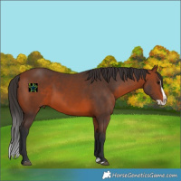 Horse Color:Bay Splash Rabicano
