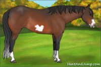 Horse Color:Bay Splash Frame Rabicano 