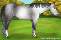 Horse Color:Gray White Spotted Brown 