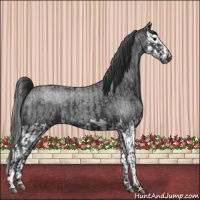 Horse Color:Blue Roan and Blue Roan Splash