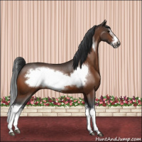Horse Color:Bay Splash Frame Rabicano