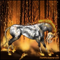 Horse Color:Grullo Splash Appaloosa 