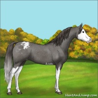 Horse Color:Grullo Splash Appaloosa 