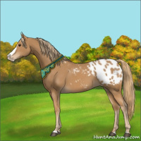 Horse Color:Chestnut Splash Appaloosa 