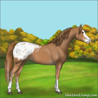 Horse Color:Chestnut Splash Appaloosa 