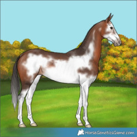 Horse Color:Bay Splash Frame Rabicano 