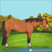 Horse Color:Bay Rabicano