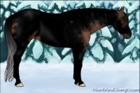 Horse Color:Void Bay Sabino Tobiano Frame 