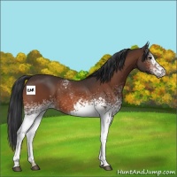 Horse Color:White Spotted Brown 