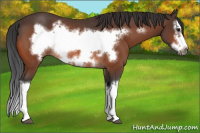 Horse Color:Bay Splash Frame Rabicano
