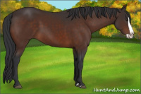 Horse Color:Brown Splash 