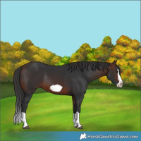 Horse Color:Brown Splash Frame Rabicano 