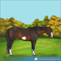 Horse Color:Brown Splash Frame Rabicano