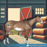 Horse Color:Bay Dun Splash Frame Rabicano 