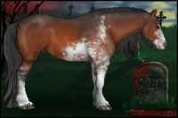 Horse Color:Bay Sabino 