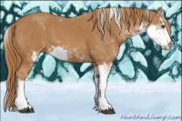Horse Color:Chestnut Sabino 