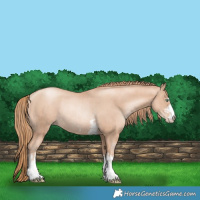 Horse Color:Gold Champagne Pearl Rabicano  and Gold Champagne Pearl Rabicano 