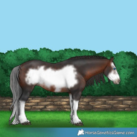 Horse Color:Brown Splash Frame Rabicano 