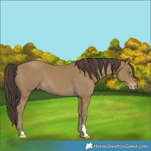 Horse Color:Classic Cream Champagne 