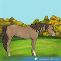 Horse Color:Classic Cream Champagne 