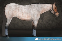 Horse Color:Bay Roan Rabicano 
