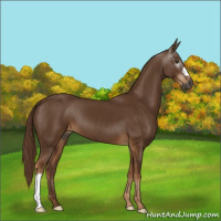 Horse Color:Gray Chestnut 