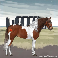 Horse Color:Gray Chestnut Tobiano