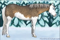 Horse Color:Silver Smoky Blue Roan Splash 