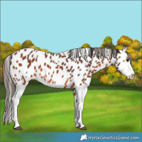 Horse Color:Bay Appaloosa  and Bay Splash Appaloosa 
