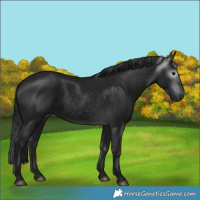 Horse Color:Gray Black 