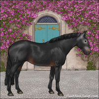 Horse Color:Gray Brown 