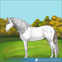 Horse Color:Bay Appaloosa  and Bay Appaloosa 