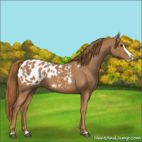 Horse Color:Chestnut Splash Appaloosa 