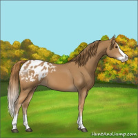 Horse Color:Chestnut Splash Appaloosa 
