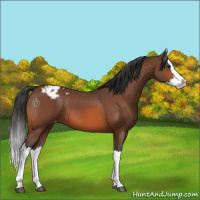 Horse Color:Bay Splash Appaloosa 