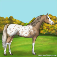 Horse Color:Chestnut Splash Appaloosa 