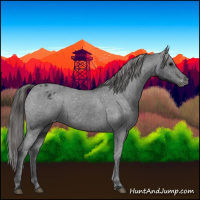 Horse Color:Black Appaloosa Rabicano 