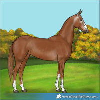 Horse Color:Gray Chestnut 