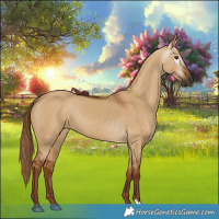 Horse Color:Gray Red Dun 