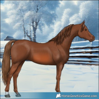 Horse Color:Chestnut 
