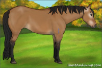 Horse Color:Gray Bay Dun