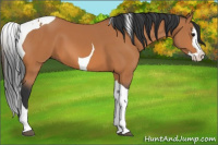 Horse Color:Bay Splash Tobiano 