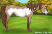 Horse Color:Red Dun Frame 