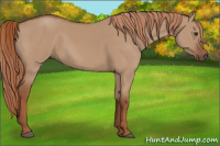 Horse Color:Red Dun