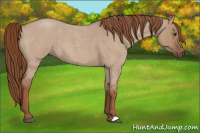 Horse Color:Red Dun Roan 