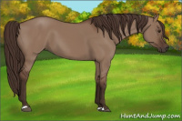 Horse Color:Liver Red Dun 