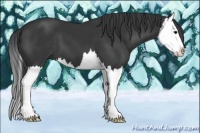 Horse Color:Black Splash