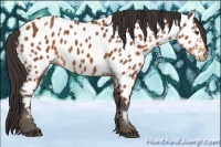 Horse Color:Brown Appaloosa