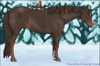 Horse Color:Liver Chestnut Sabino